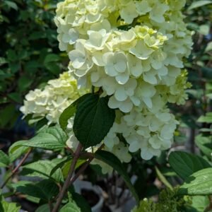 Hydrangea PW Be Lavalamp Moonrock Panicle