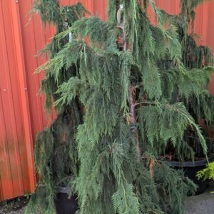 Chamaecyparis Nootkaensis 'Pendula'