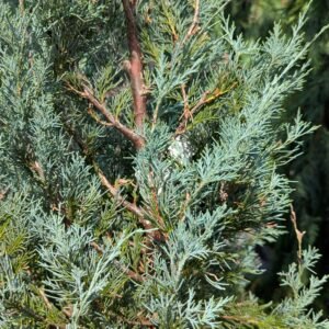 Juniperus Scopulorum 'Wichita Blue'