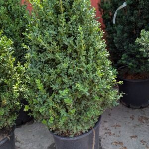 Buxus insularis 'Green Mountain'