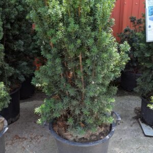 Taxus x Media 'Hicksii'