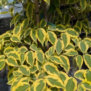 Cornus Kousa 'Summergold'