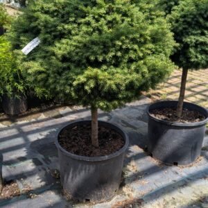 Picea Abies 'Little Gem' Top-Graft Std