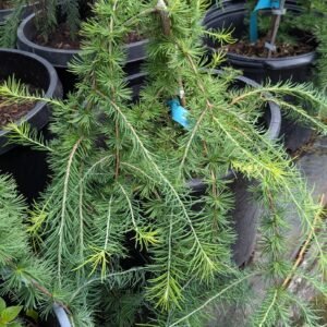 Larix Decidua 'Pendula' Top-Graft Std Ppd Order Limited [Wl]