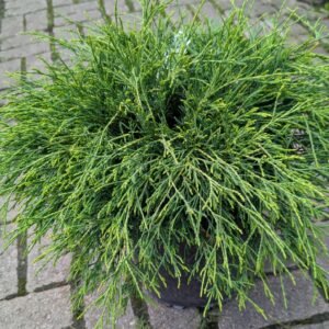 Chamaecyparis Pisifera 'Sungold'