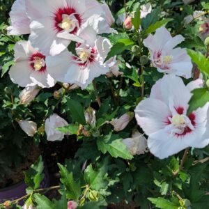 Hibiscus syriacus Minspot