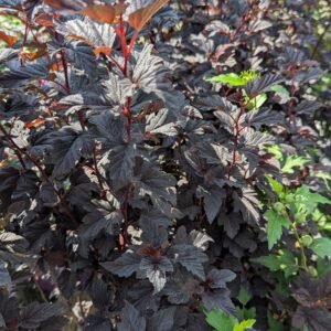 Physocarpus Opulifolius 'Pw Seward'