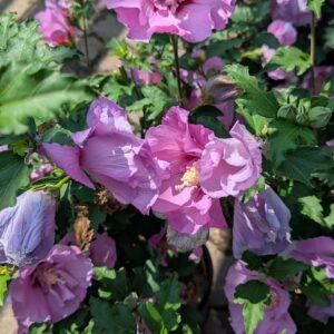 Hibiscus syriacus Mineru