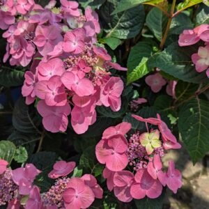 Hydrangea Mac. Bailmer