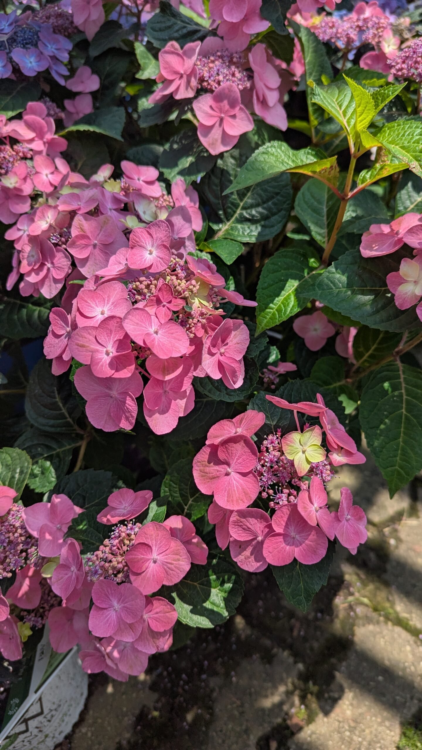 Hydrangea Mac. Bailmer