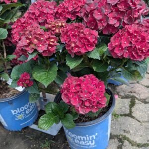 Hydrangea Mac. Hokomac