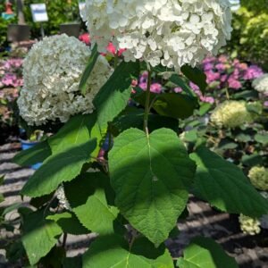 Hydrangea arborescens  Annabelle