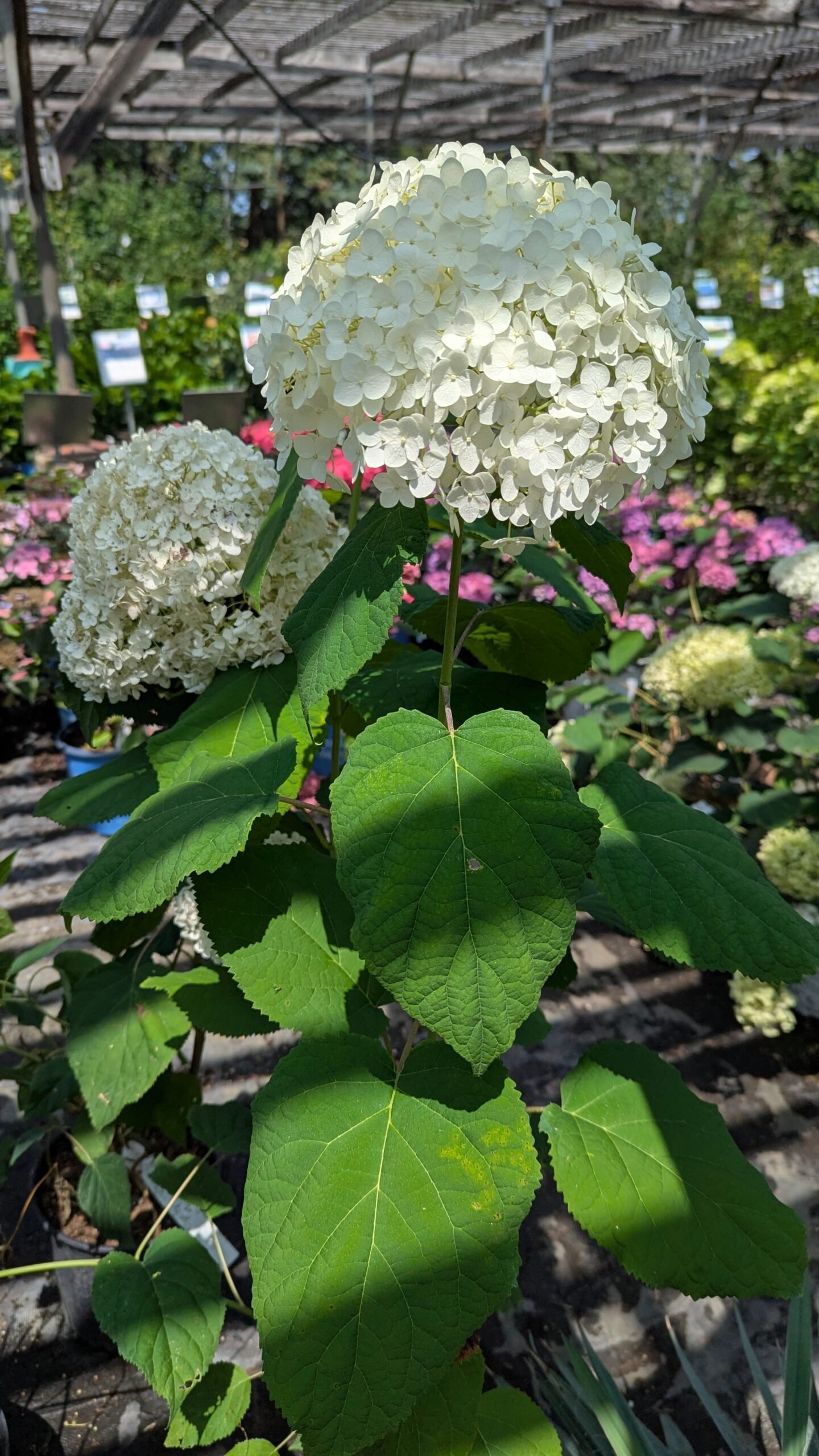 Hydrangea arborescens Annabelle