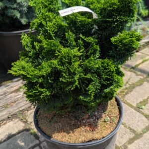 Chamaecyparis Obtusa 'Nana Gracilis'