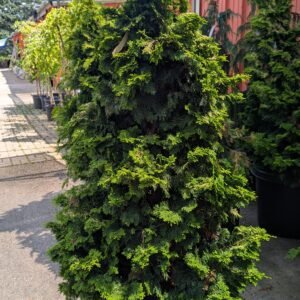 Chamaecyparis Obrusa 'Crippsii'