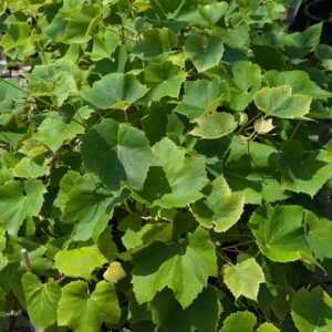 Vitis Labrusca 'Fredonia'