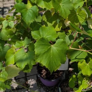 Vitis Labrusca 'Concord'