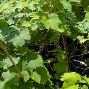 Vitis x 'Baco Noir'