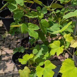 Vitis Labrusca 'Niagara'