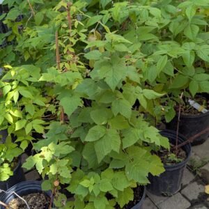Rubus Idaeus 'Nova'