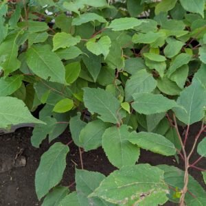 Actinidia Kolomikta 'Herkules'
