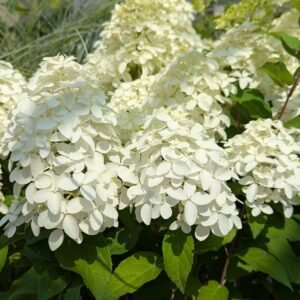 Hydrangea pan. Bulk