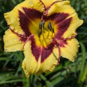 Hemerocallis 'El Desperado'