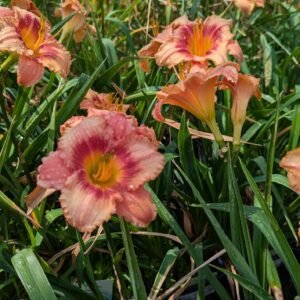 Hemerocallis 'Strawberry Candy'