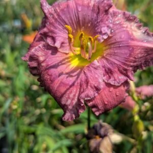 Hemerocallis 'Lavender Blue Baby'