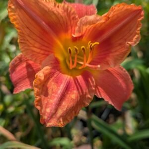 Hemerocallis 'South Seas'