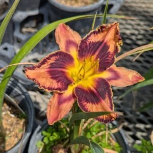 Hemerocallis 'Whoopy'