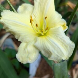 Hemerocallis 'Joan Sr.'