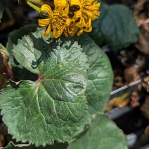 Ligularia x 'Treasure Island'