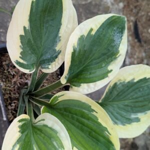 Hosta 'Brim Cup'