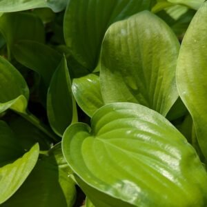 Hosta 'Guacamole'