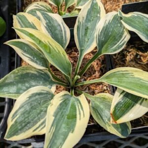 Hosta 'Blue Ivory'