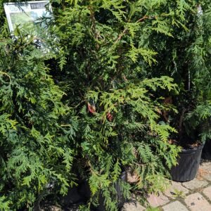 Thuja Occidentalis x Plicata 'Green Giant'