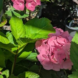 Hydrangea Mac. Onyx® Peacock (Zulu)