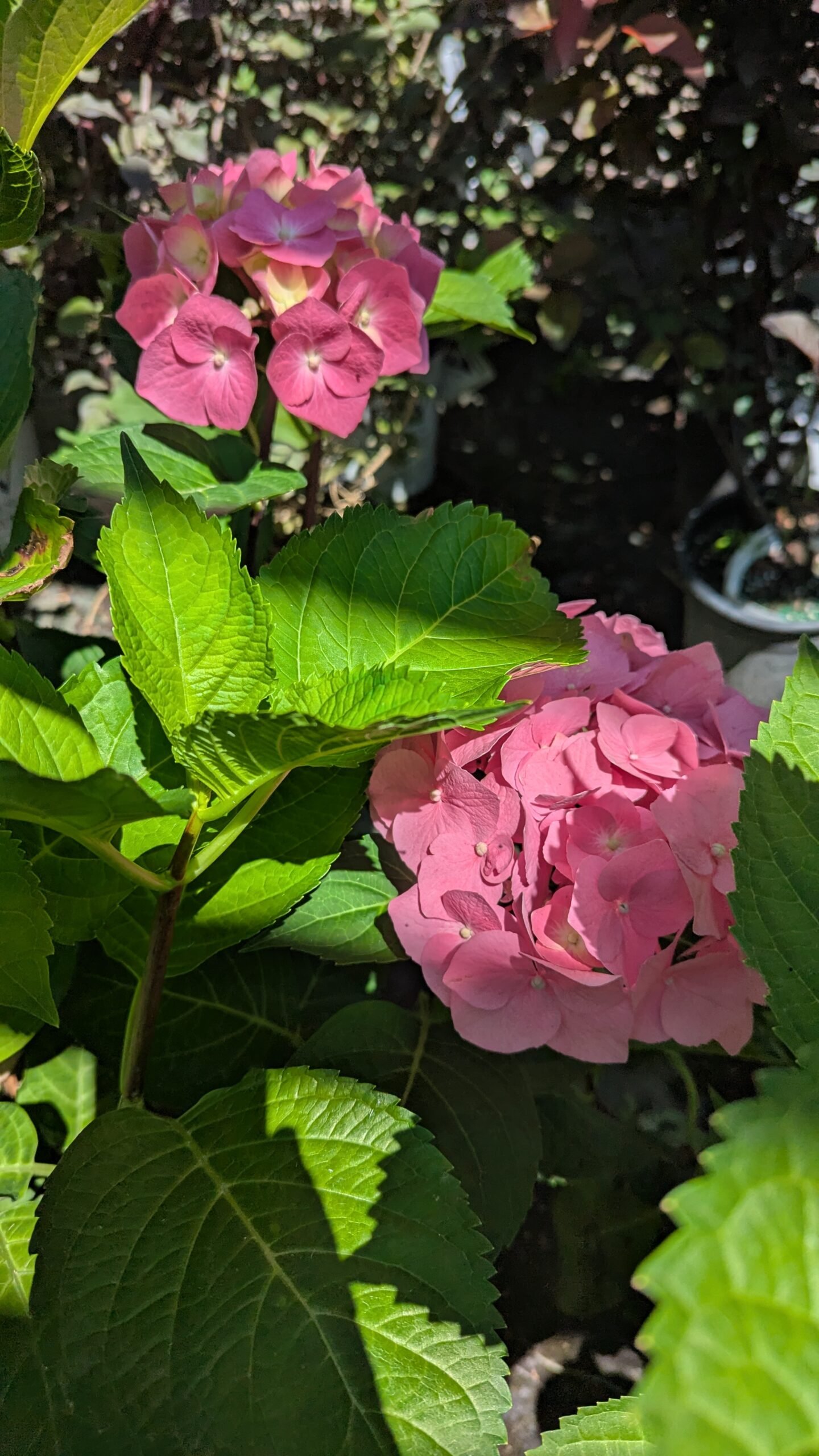 Hydrangea Mac. Onyx® Peacock (Zulu)