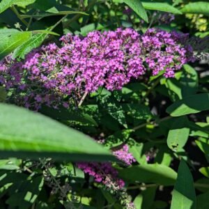 Buddleia x 'Wg Monarch Queen Of Hearts'