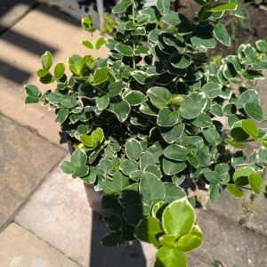 Euonymus fortunei Emerald Gaiety