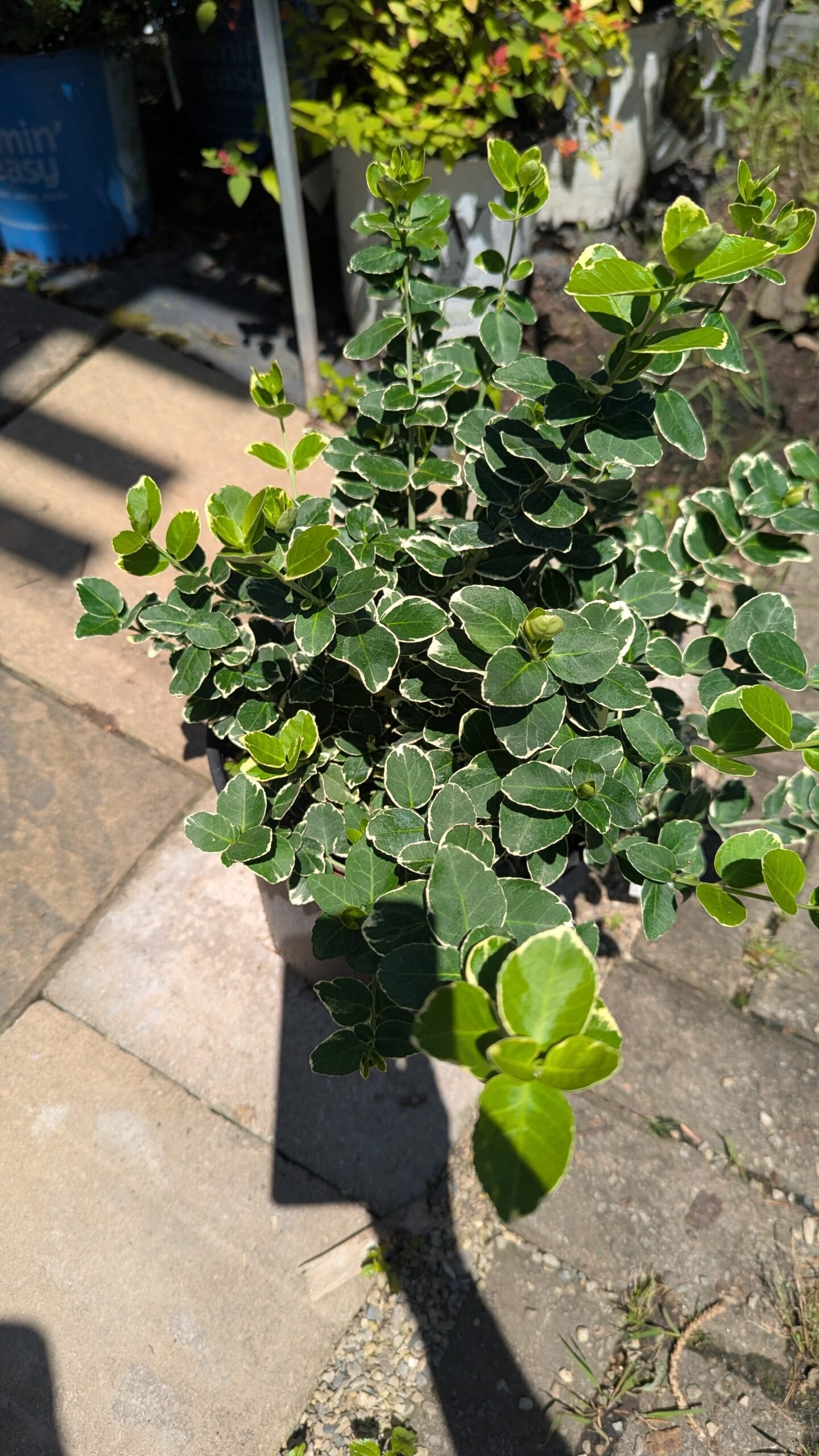 Euonymus fortunei Emerald Gaiety