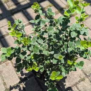 Euonymus Fortunei 'Emerald Gaiety'