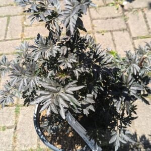 Sambucus nigra SNR1292