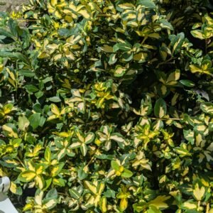 Euonymus fortunei Surespot