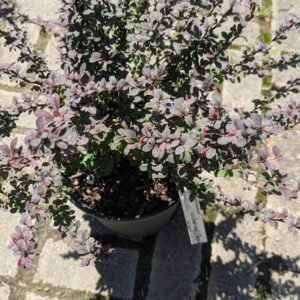 Berberis thunbergii Gentry