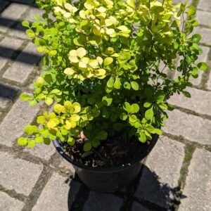 Berberis thunbergii Aurea Nana