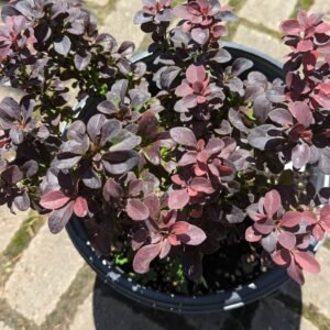 Berberis thunbergii Concorde