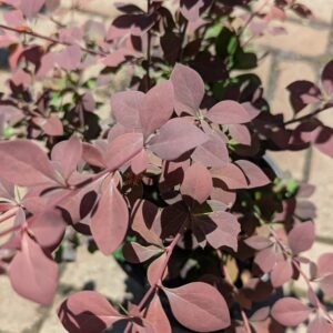 Berberis thunbergii Bailone