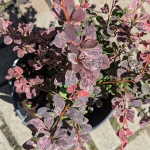 Berberis thunbergii Rose Glow